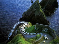 Goats in ireland